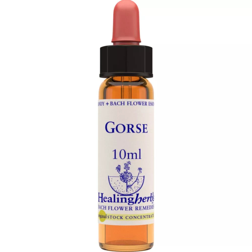 Healing Herbs Gorse
