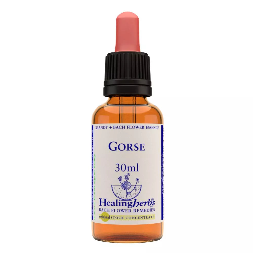Healing Herbs Gorse