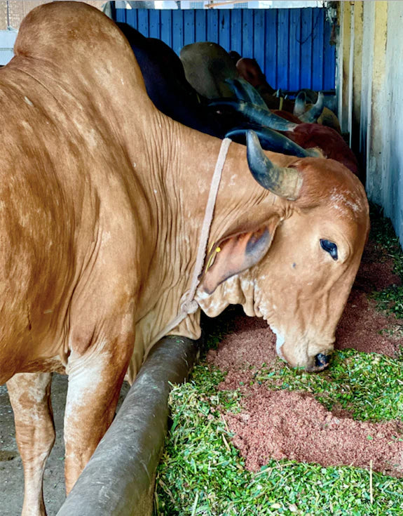 Desi Cow A2 cultured Bilona Ghee / A2 Ghee