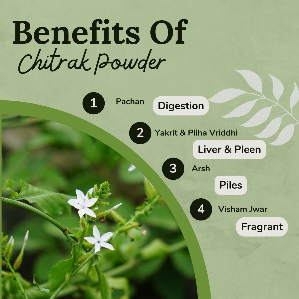 Songara Chitrak Powder