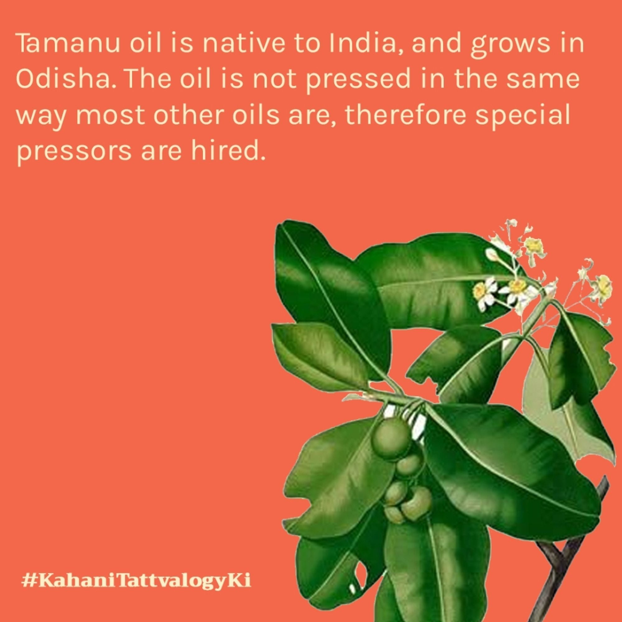 Tattvalogy Tamanu Oil - Cold Pressed, Reduces Scars & Wrinkles, Boosts Collagen, Ideal for Oily Skin