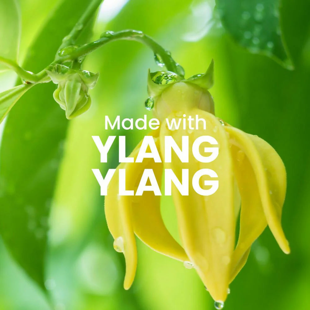 WildOak Pink Hibiscus Shea Butter Sugar Scrub | 300gm | With Ascorbic Acid, Vegan Collagen & Peptides | Tan Removal & Smooth Skin | Removes Dead Skin | Ultra Hydrating, Exfoliating & Moisturising Sugar Body Scrub