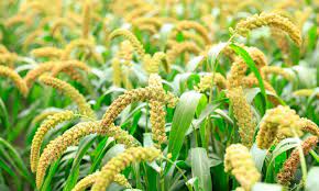 Foxtail Millet