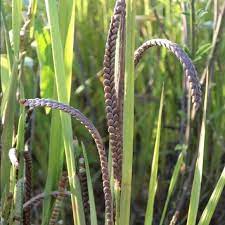 Kodo Millet