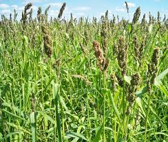 Browntop Millet