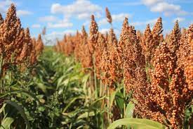 Sorghum