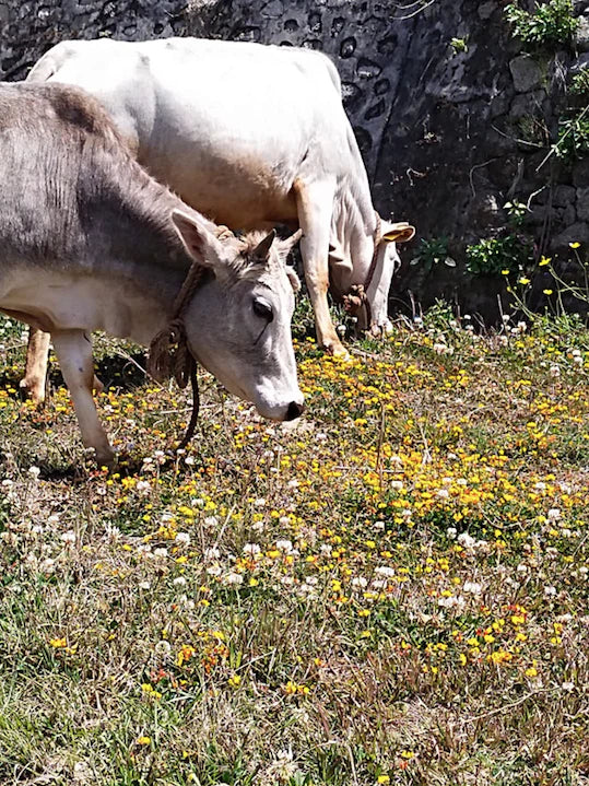 Himalayan Badri Cow A2 cultured Bilona Ghee / A2 Ghee