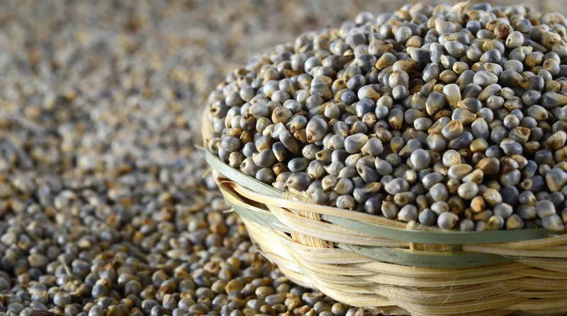 Pearl millet / Bajra Seeds