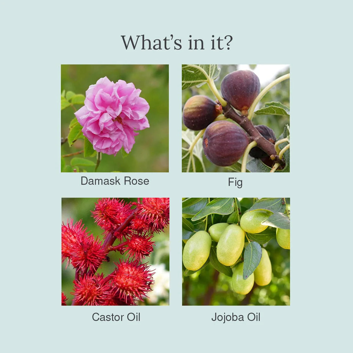 Damask Rose and Fig Lip Balm