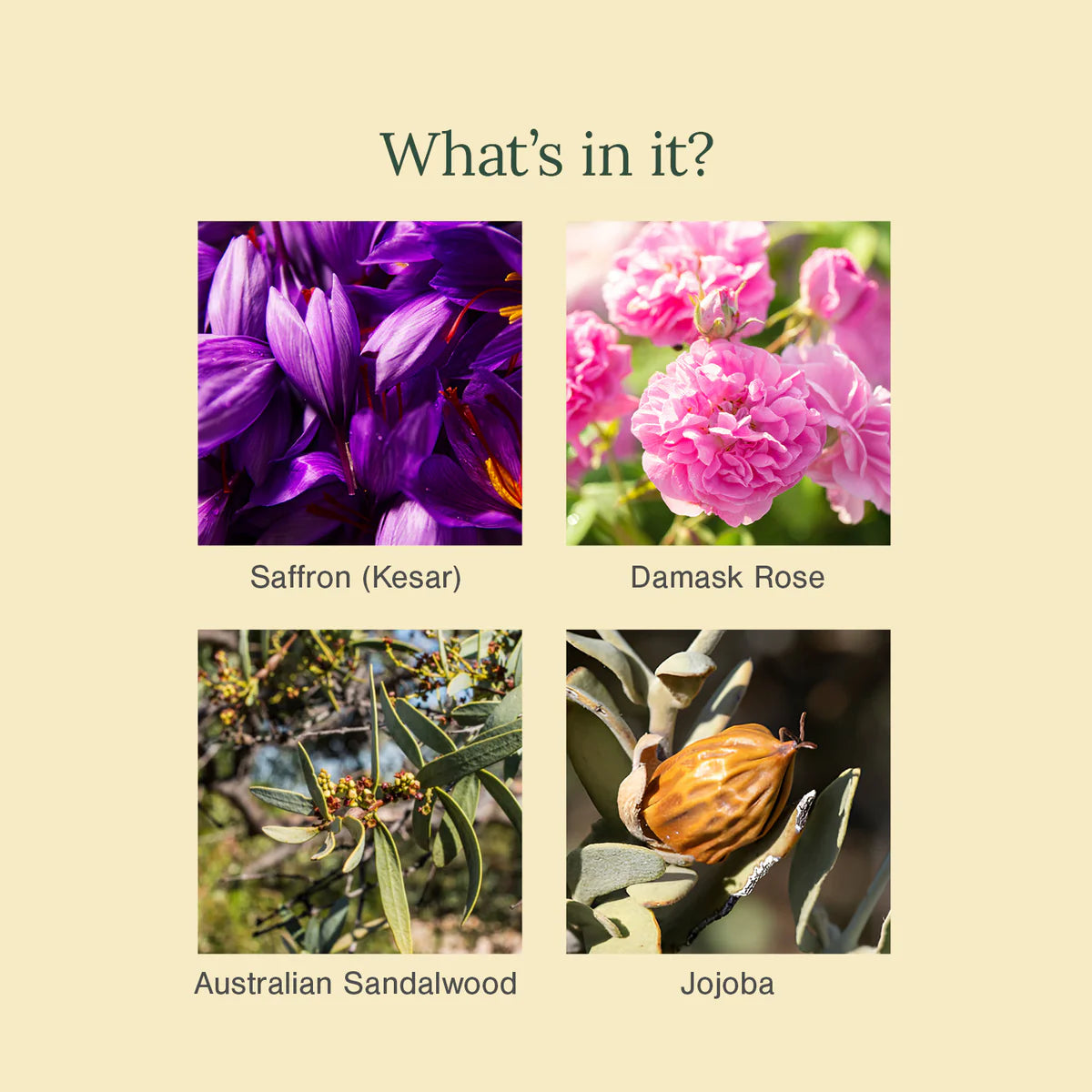 Saffron, Rose and Australian Sandalwood Face Scrub