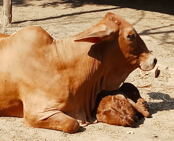 Fresh raw Sahiwal Cow A2 Milk