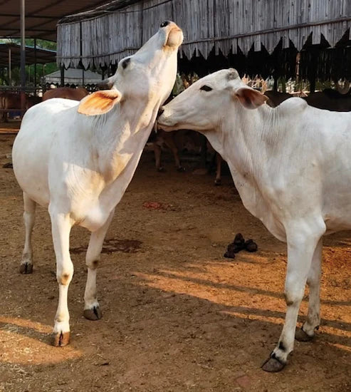 Fresh Tharparkar Cow A2 Milk