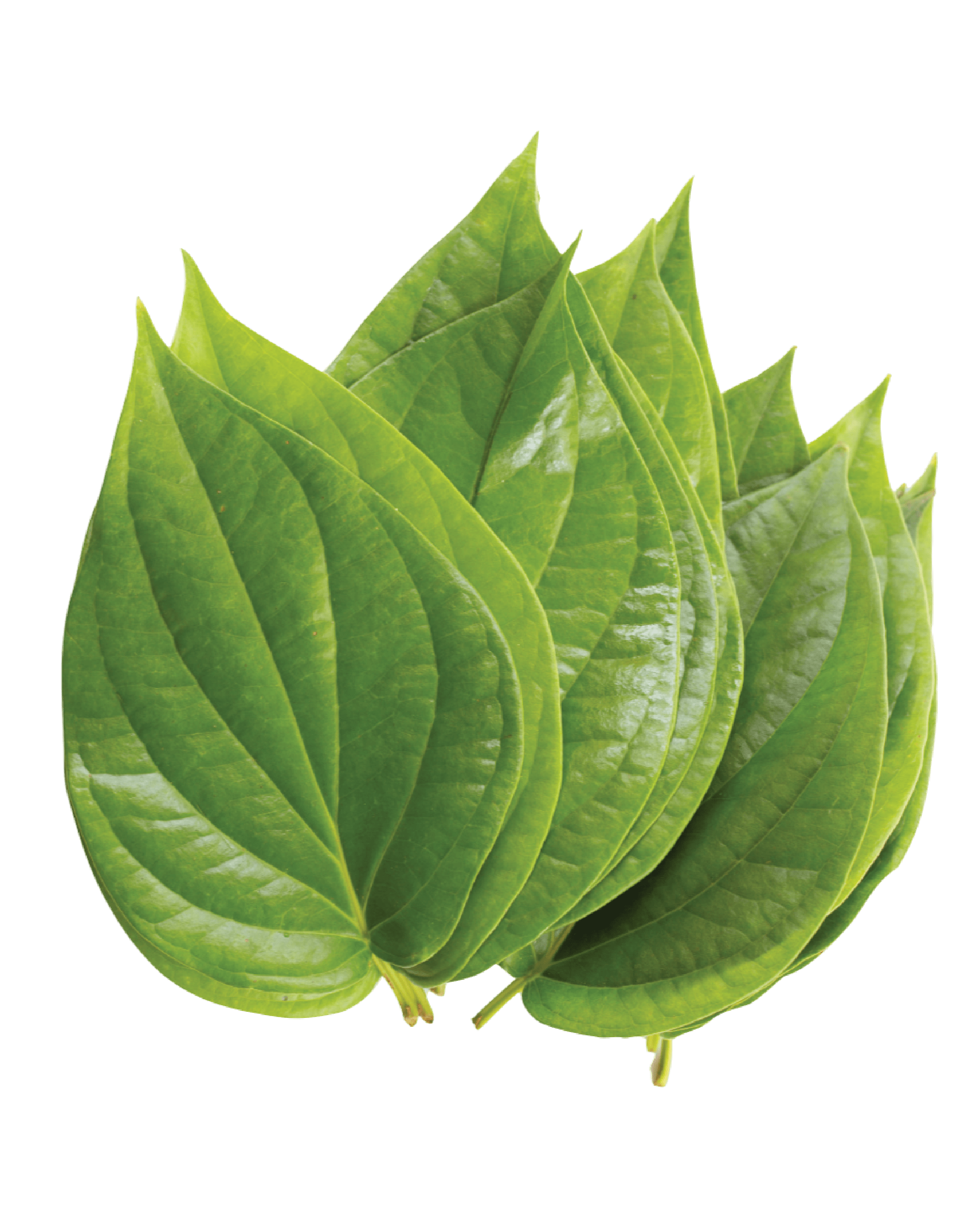 Paan leaf (Bettle Leaf) 10Pcs