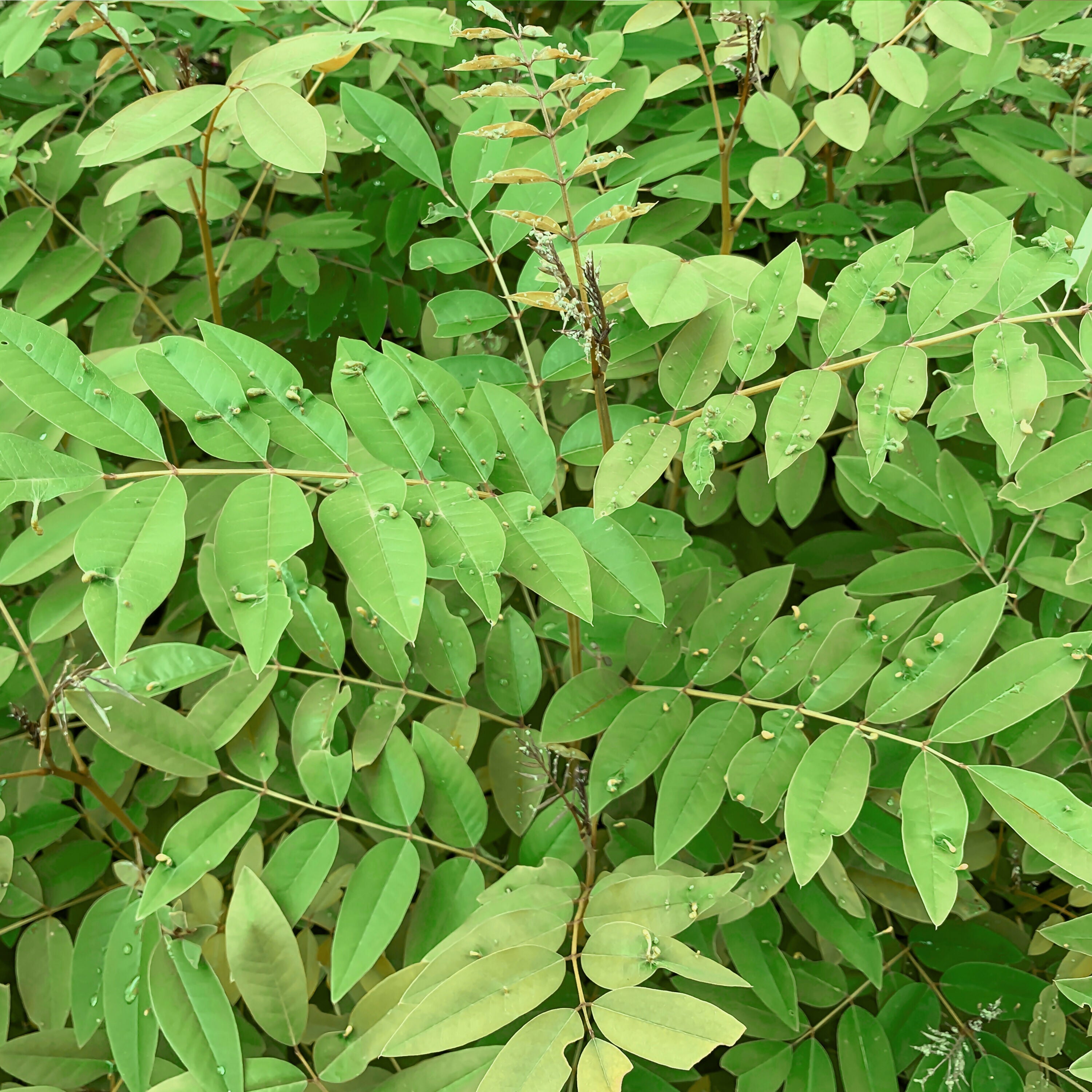 The Ayur House Indigo Powder