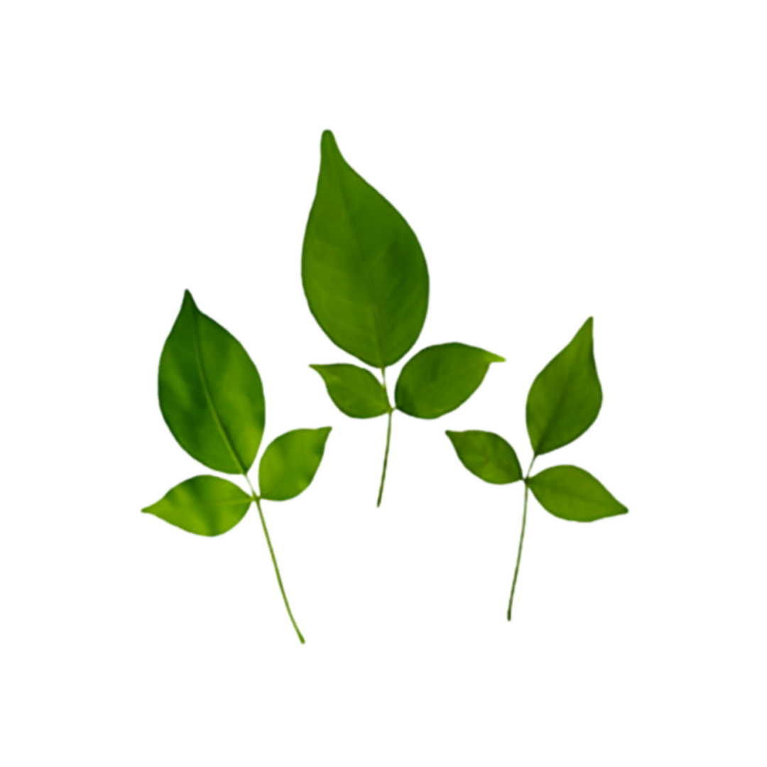 Bel Patra (Bilva Leaves)