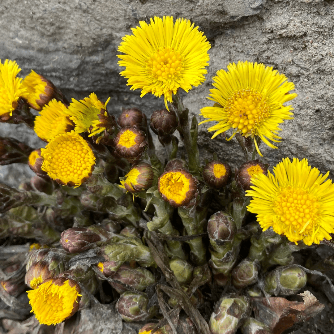 Tussilage, fleur